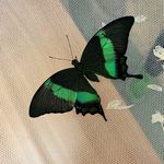 3. Papilio Palinurus.jpg