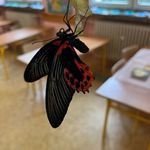 12. Papilio Rumanzovia.jpg