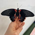 13. Papilio Rumanzovia.jpg