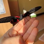 14. Papilio Rumanzovia.jpg
